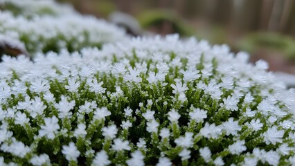 Obraz premium Frosty moss cluster Tiny green stems topped with intricate white frost crystals