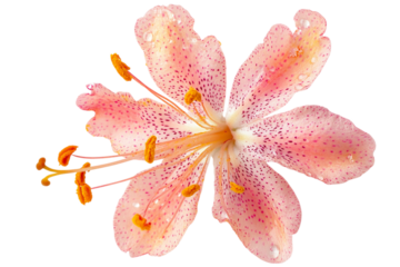 Delicate pink lily flower with dark spots and water droplets isolated on a transparent background spotted