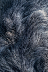 Dark grey fur texture with soft, fluffy appearance  