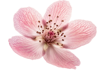 A delicate pink peach blossom flower with visible stamens and intricate petal veins isolated on a transparent background