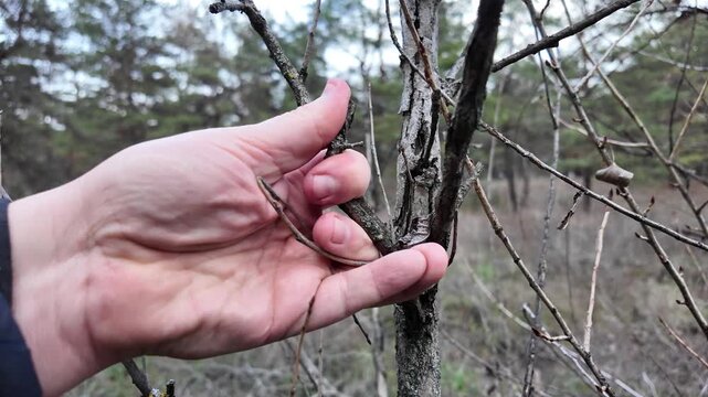 Close-up of a hand holding a freshly broken twig in a leafless forest. Exposed wood and bare branches evoke a cold season and tactile connection with nature and decay.