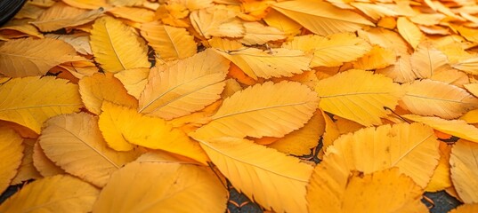Closeup of Vibrant Autumn Leaves on the Ground, Capturing Golden Tones of Fall Foliage Beauty