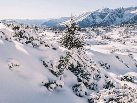 Snow-covered landscape with small trees and distant mountains under a clear sky. Paganella, Roda refuge,Trentino, Italy