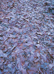 A dense layer of autumn leaves coated with frost creating a textured cold and colorful natural surface
