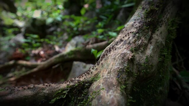 Termites move along a mossy tree trunk as small workers navigate rough bark textures in the humid forest, detailed static