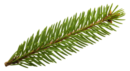 Fresh green fir branch isolated on transparent background