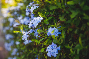 forget me not flowers