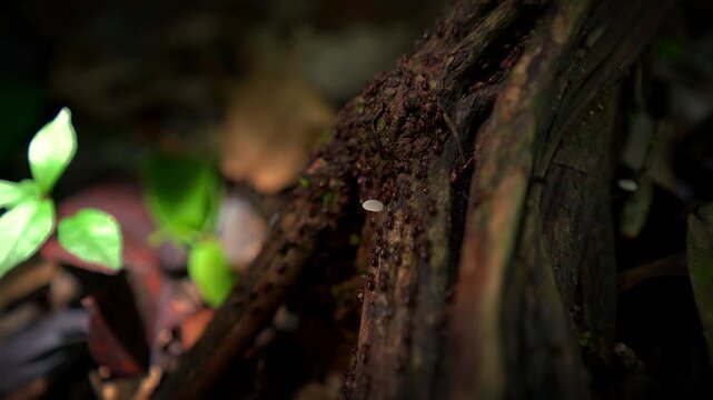 Worker termites crawl across damp wood in a shaded forest area forming an active line along the surface, static medium closeup