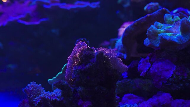 Detailed shot of highly saturated purple and pink stony coral polyps and structures exhibiting strong fluorescence from specialized blue aquarium illumination