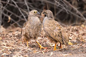 Red-billed Spurfoul chicks (Rooibekfisant) (Pternistis adspersus) having a stand-off in the campsite in Waterberg Plateau National Park, Namibia