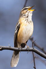 White-browed Scrub Robin (Gestreepte Wipstert) (Erythropygia leucophrys) singing its heart out in Waterberg Plateau National Park, Namibia
