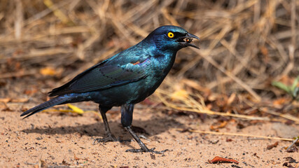 Cape Starling (Kleinglansspreeu) (Lamprotornis nitens) foraging for food in the campsite in Waterberg Plateau National Park, Namibia