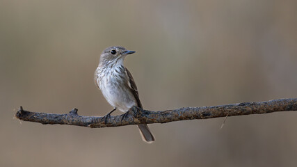 Obraz premium Spotted flycatcher (Europese vlieëvanger) (Muscicapa striata) near Okaukuejo in the Etosha National Park, Namibia