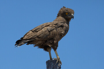 Brown Snake Eagle (Bruinslangarend) (Circaetus cinereus) near the Buitepos Border post, Botswana