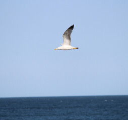 the flight of a seagull in the heavenly heights
