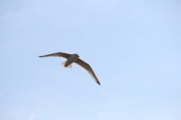 the flight of a seagull in the heavenly heights