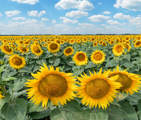 Panoramic view of sunflower field and blue sky at the background.  Sunflower heads on the...