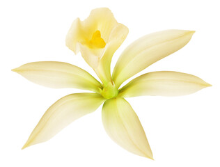 Vanilla orchid flower on white background. File contains clipping paths.
