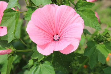 an unusual beautiful flower in a summer park