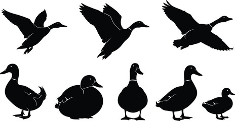 Collection of Black Duck Silhouettes, Various Waterfowl Poses Including Flying and Standing, Isolated on Pure White Background, Hunting Decoy Design, Pond Bird Icons, Nature Vector Art.