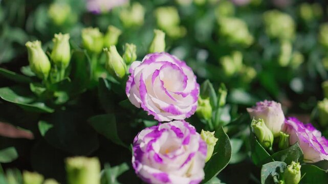 Beautiful lisianthus (Prairie Gentian)  flower bud and blossom in garden.