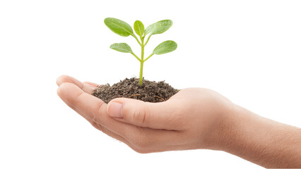 Seedling in Hand: Growth, Nature and Environmental Concepts