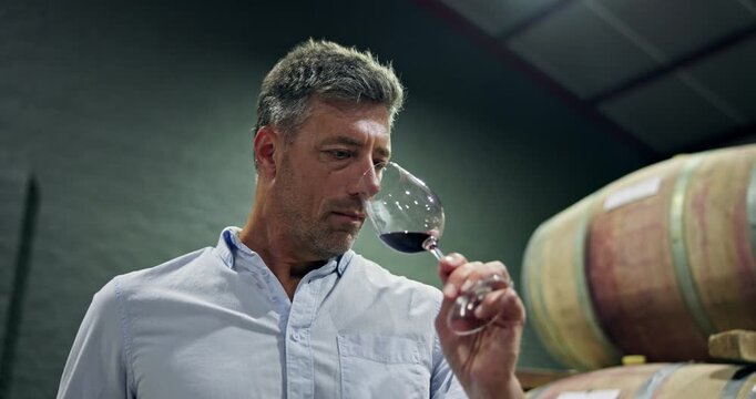 Experience, man and wine tasting with smell in cellar for quality control, test flavor and low angle. Sommelier, mature person and swirl glass in storage to release aroma, check faults and enology