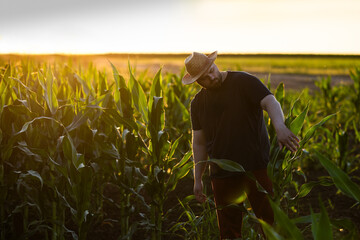 Fototapeta premium Young farmer inspecting his crops in sunset