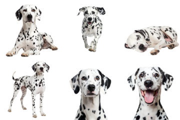 Set of cute Dalmatian dogs isolated on transparent PNG background