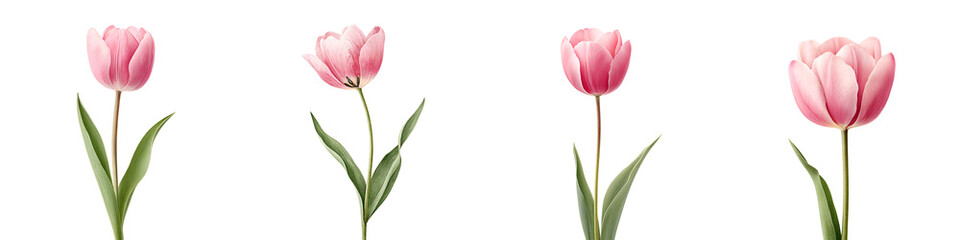 Naklejka premium Four Pink Tulips Isolated on White Background