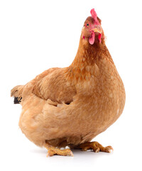 Brown hen sitting isolated on white background