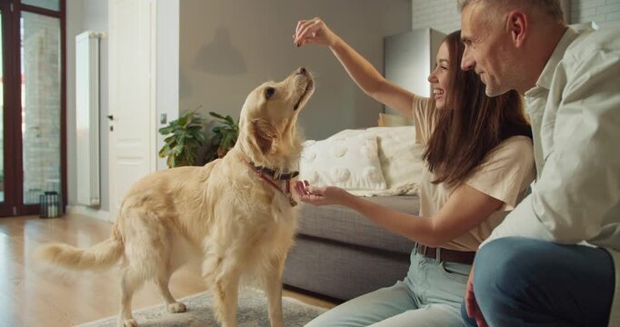 Couple bonds with their retriever during sunlightfilled training session