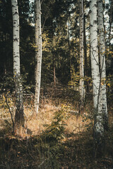 Laubf&auml;rbung im Nationalpark Harz
