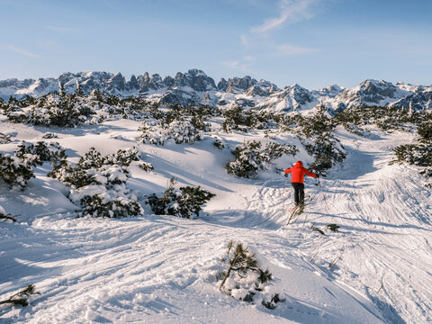 A skier in a red jacket skis down a snowy slope, with snow-covered trees and mountains in the background. Paganella, Roda refuge,Trentino, Italy