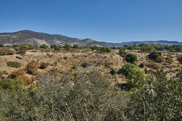 A vast dry landscape with sparse vegetation and scattered trees in a gently sloping terrain under a cloudless, bright blue sky