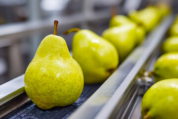 Fresh green pears lined up on a conveyor belt during quality inspection at a modern fruit processing facility in an industrial environment