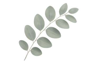 Slender branch with pale gray-green oval leaves