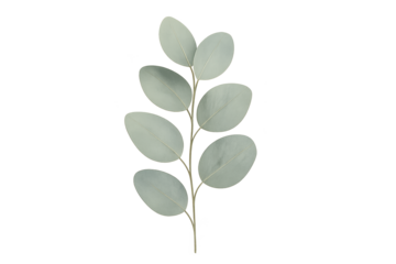 Sprig of pale green eucalyptus leaves