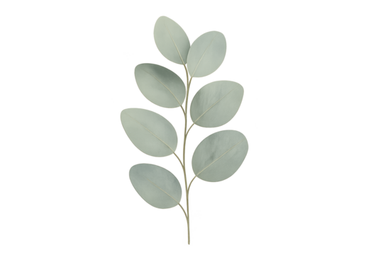Sprig of pale green eucalyptus leaves - Powered by Adobe