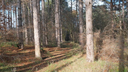 Sunlight Filtering Through Pine Forest onto a Serene Pathway