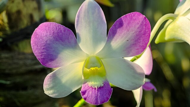 White and purple orchid flower in sunlight. Close up of a white and purple orchid blossom with soft sunlight illuminating the petals and blurred natural background, showcasing delicate floral details. - Powered by Adobe
