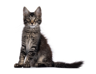 Maine Coon cat kitten sitting up side ways. Looking straight to camera. Isolated on a white background