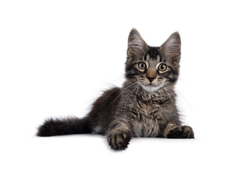 Maine Coon cat kitten laying down facing front, with paw on edge. Looking straight to camera. Isolated on a white background