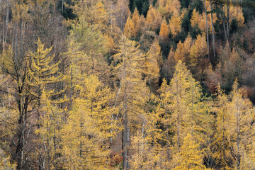 Farbenfroher Mischwald im nebligen Harz
