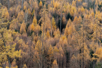 Stimmungsvolle Herbstlandschaft im Harz