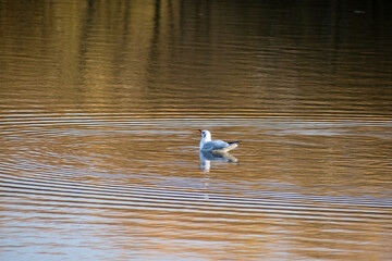 A Black-headed Gull on the water of a local pond in Nottingham, UK.
