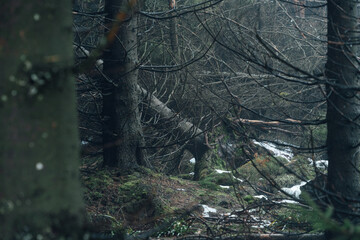Herbstnebel im Harz &ndash; mystische Waldszene