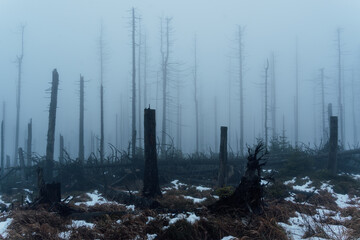 Karger Harzwald im winterlichen Licht