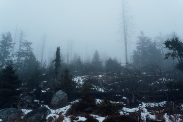 Winterlicher Look &uuml;ber Totholz und Fichten im Harz
