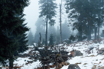 Stimmungsvoller Wald im Nebel des Harzes